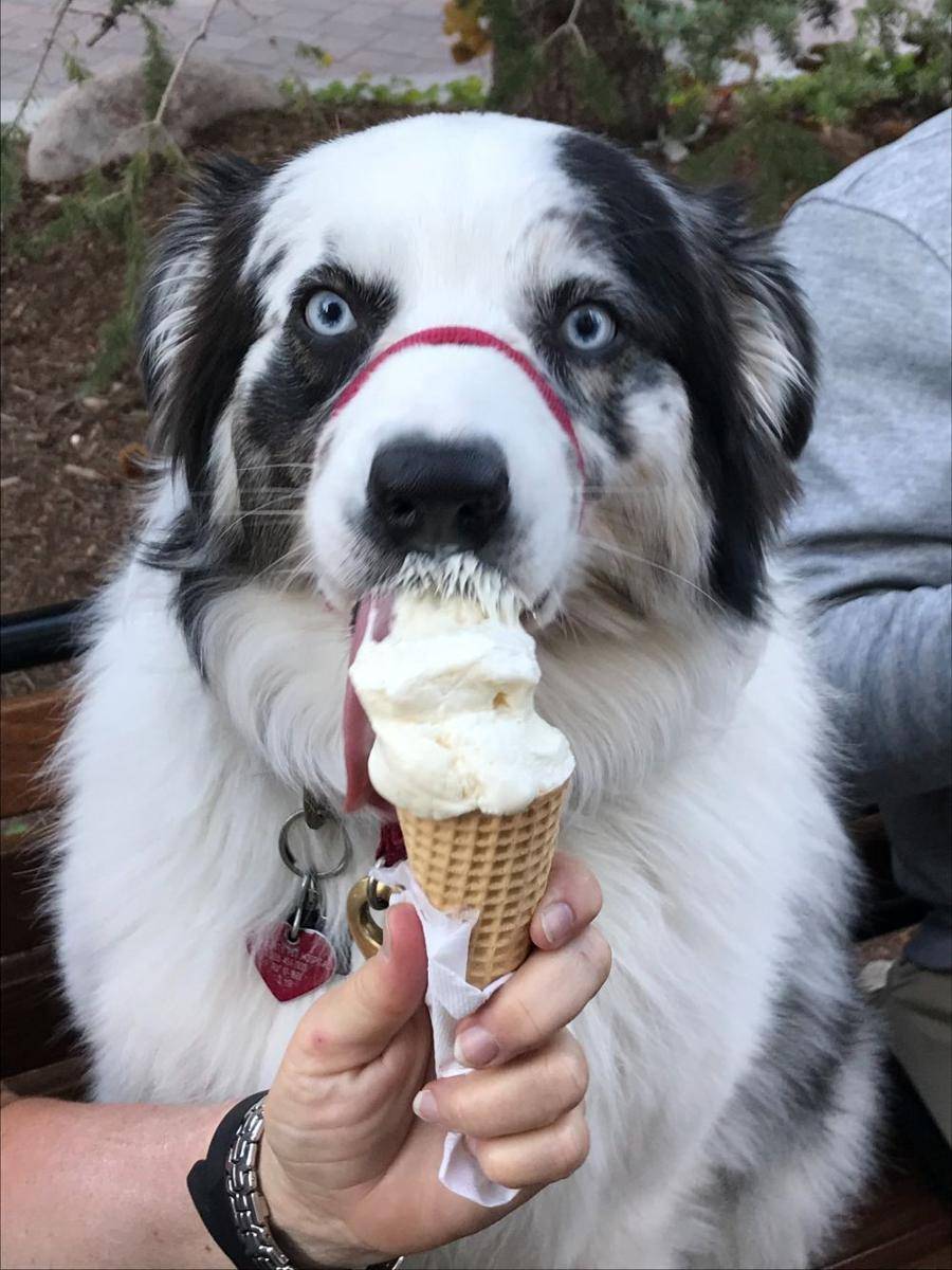 ilustrasi anjing makan es krim (unsplash.com/Pat Olejnik)
