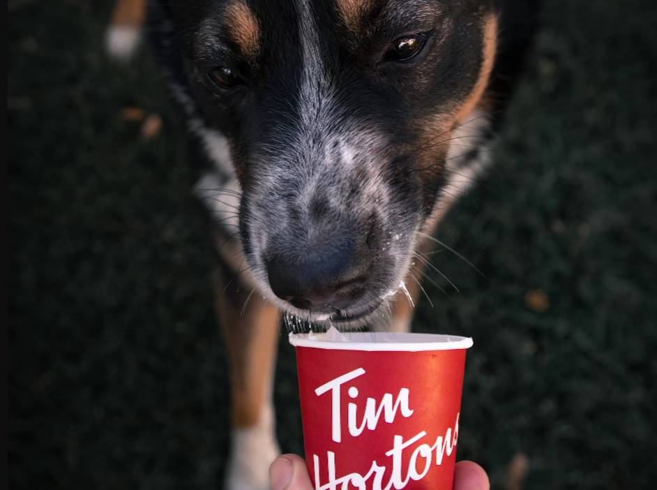 ilustrasi anjing makan es krim (unsplash.com/ Daniel Lincoln)