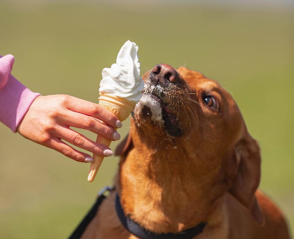 ilustrasi anjing makan es krim (unsplash.com/Nima Naseri)