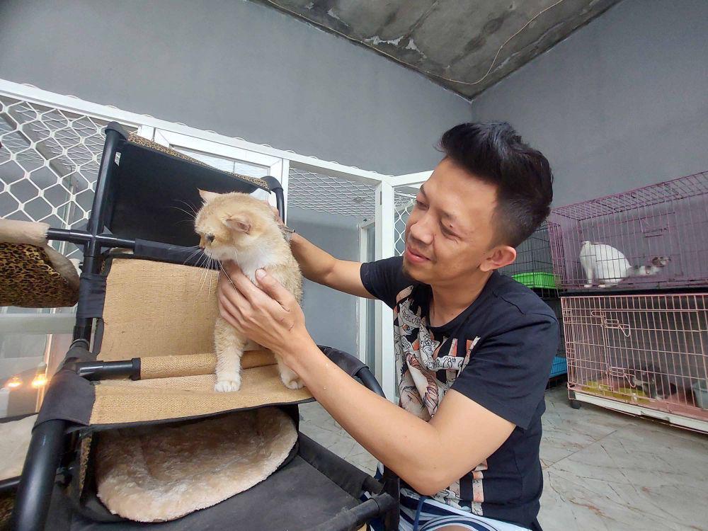 Melihat Potensi Menjanjikan Ternak Kucing Ras