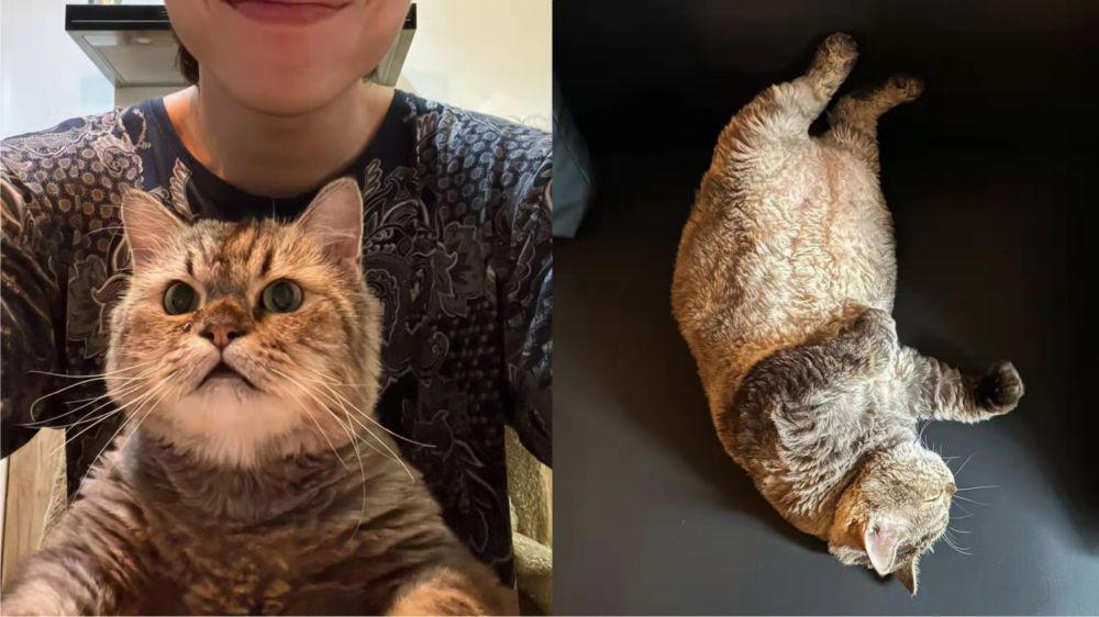 9 Potret Gemoy Jimbon, Kucing Kesayangan Dikta