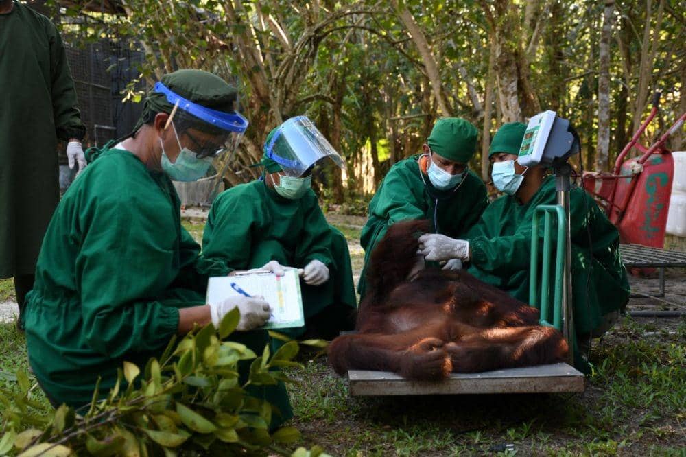 Ilustrasi/Tenaga medis memastikan kesehatan orangutan sebelum dilepasliarkan ke hutan (dok. Yayasan BOS)