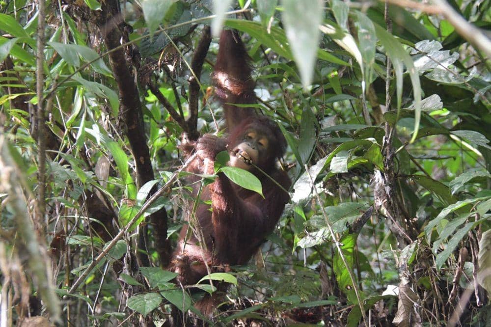Ilustrasi/Individu Orangutan Hasil Rehabilitasi Dilepasliarkan Di Taman Nasional Bukit Baka Bukit Raya, Kalteng (dok. Yayasan BOS)