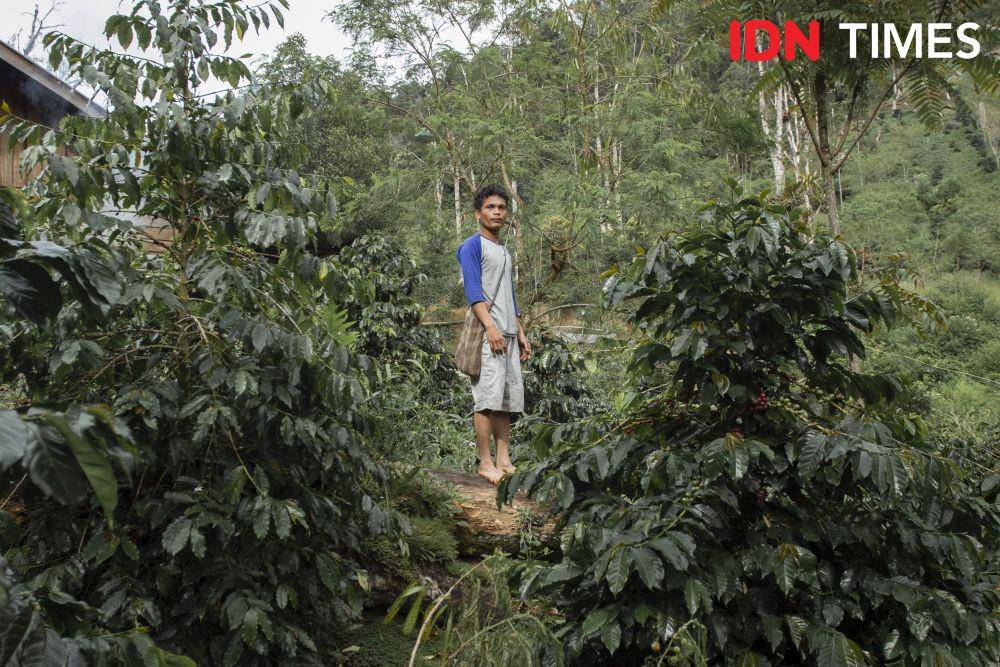 Masyarakat bertani kopi di kawasan penyangga hutan Taman Nasional Batang Gadis (TNBG). Cara ini dinilai efektif untuk menjaga kawasan hutan. (IDN Times/Prayugo Utomo)
