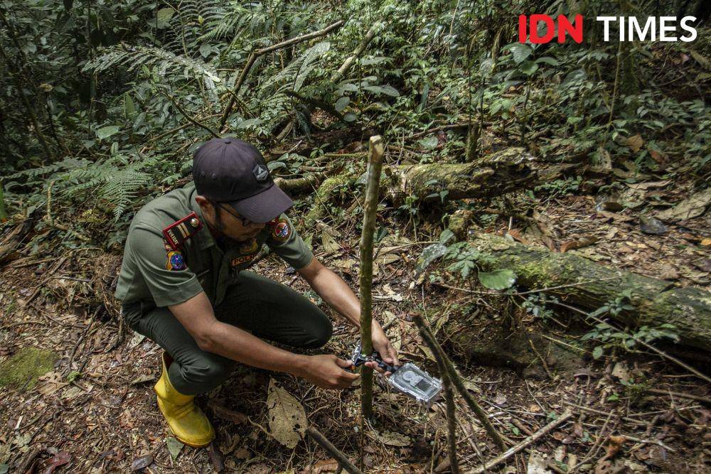 Petugas TNBG memasang kamera selang waktu (time lapse) untuk memantau pertumbuhan bunga rafflesia. Monitoring keanekaragaman hayati berperan penting dalam upaya melestarikan TNBG. (IDN Times/Prayugo Utomo)