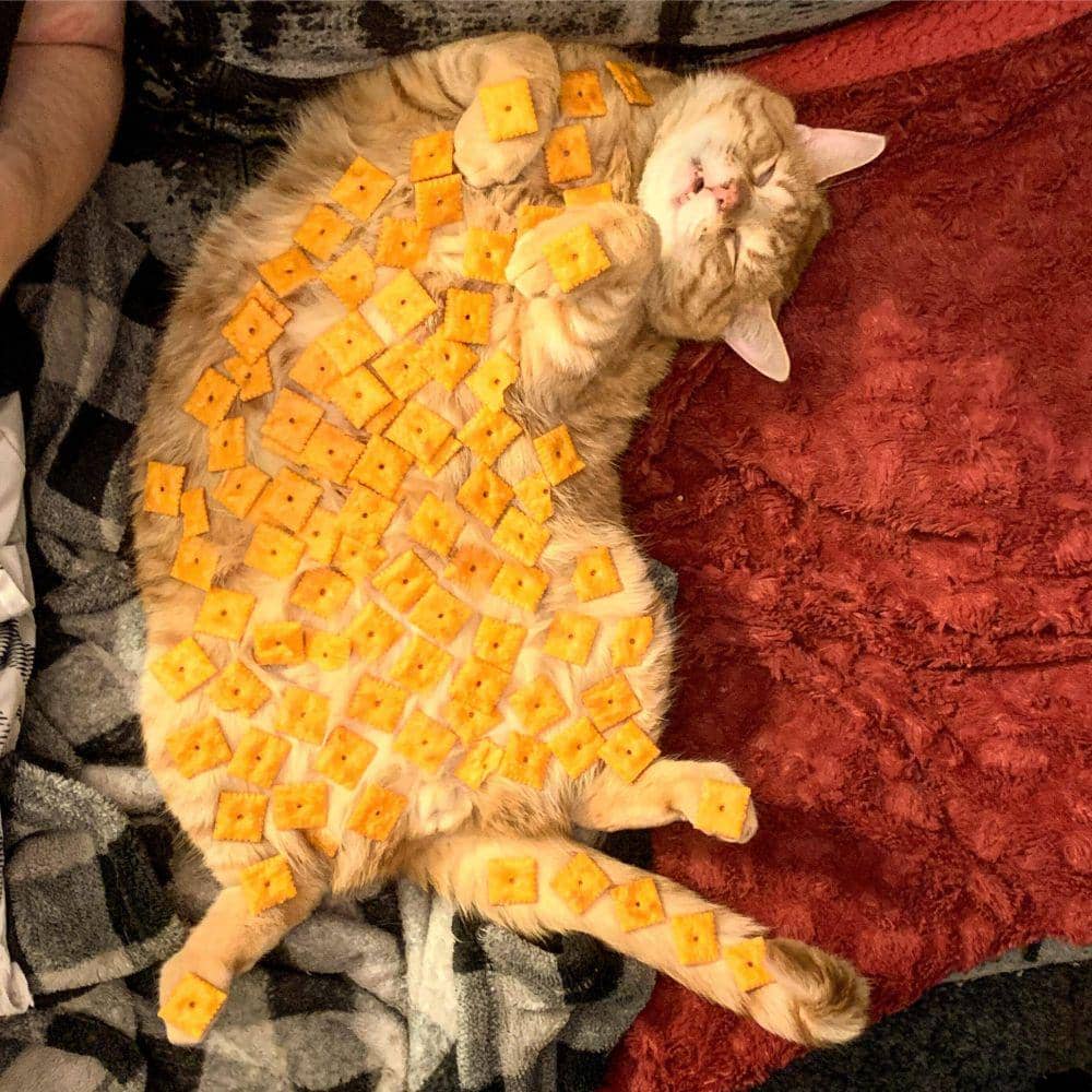 potret kocak kucing dengan barang di badannya (twitter.com/ShowYourCat)