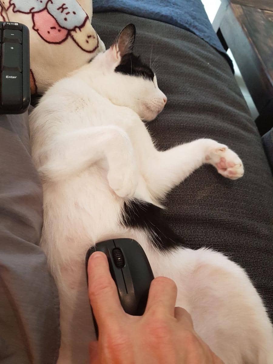 potret kocak kucing dengan barang di badannya (twitter.com/ShowYourCat)
