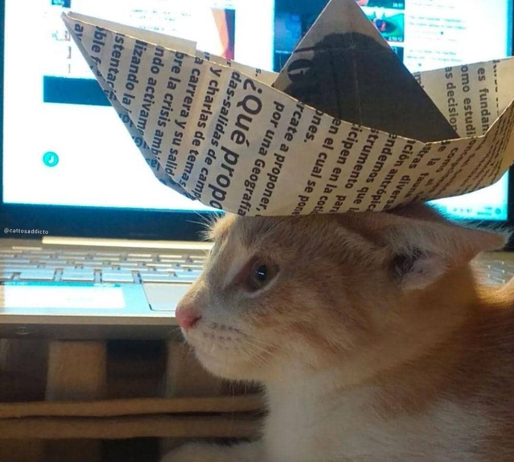 potret kocak kucing dengan barang di badannya (twitter.com/ShowYourCat)