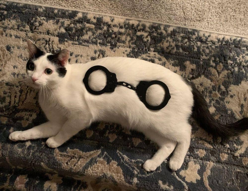 potret kocak kucing dengan barang di badannya (twitter.com/ShowYourCat)
