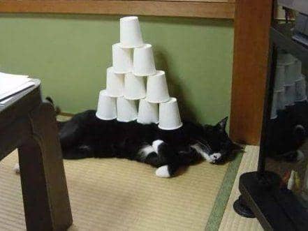 potret kocak kucing dengan barang di badannya (twitter.com/ShowYourCat)