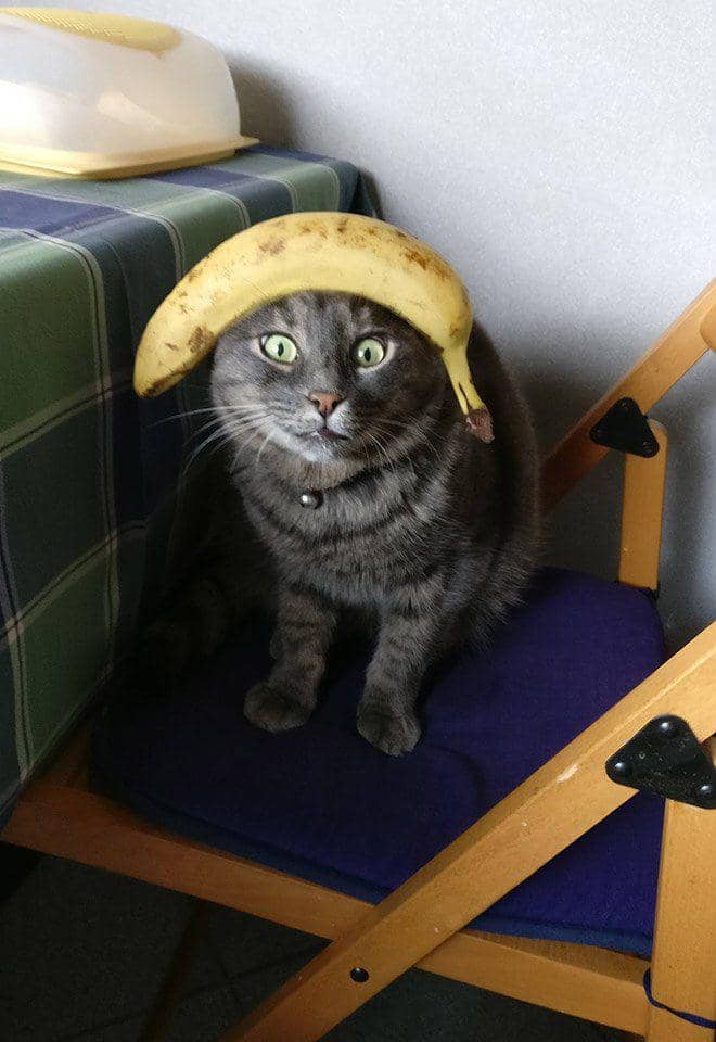 potret kocak kucing dengan barang di badannya (twitter.com/ShowYourCat)