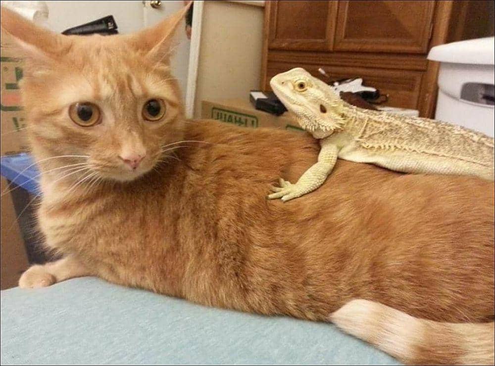 potret kocak kucing dengan barang di badannya (twitter.com/ShowYourCat)