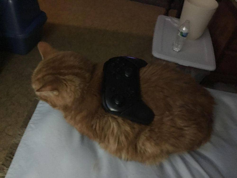 potret kocak kucing dengan barang di badannya (reddit.com/user/AlexBigG**)