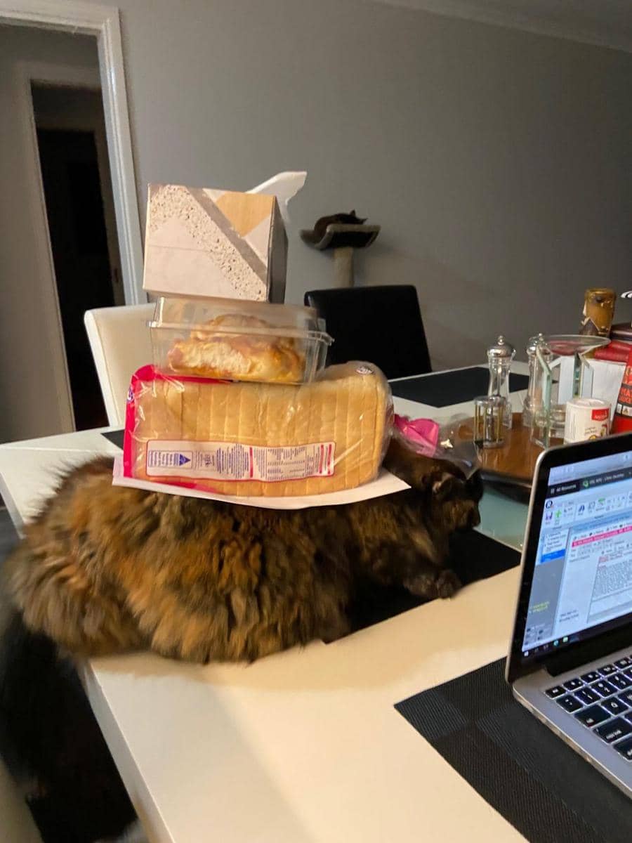 potret kocak kucing dengan barang di badannya (reddit.com/user/sparky-chick)