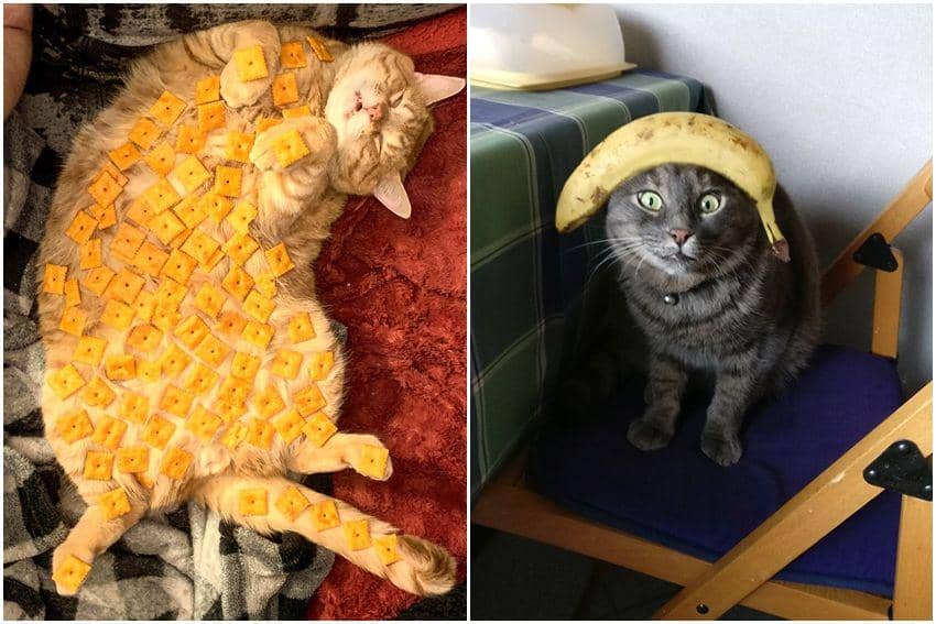 10 Potret Kocak Kucing Menopang Benda di Badannya, Gemesin Banget!