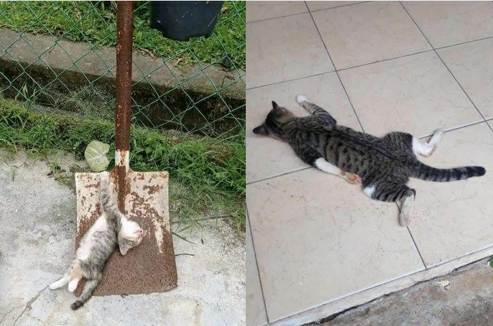 9 Potret Gaya Tidur Kucing Kocak, Ada yang kayak Mati dan Bikin Syok!