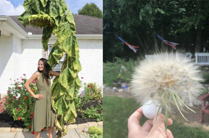 9 Potret Lucu Bunga Ukuran Jumbo, Mau Romantis Malah jadi Ngakak
