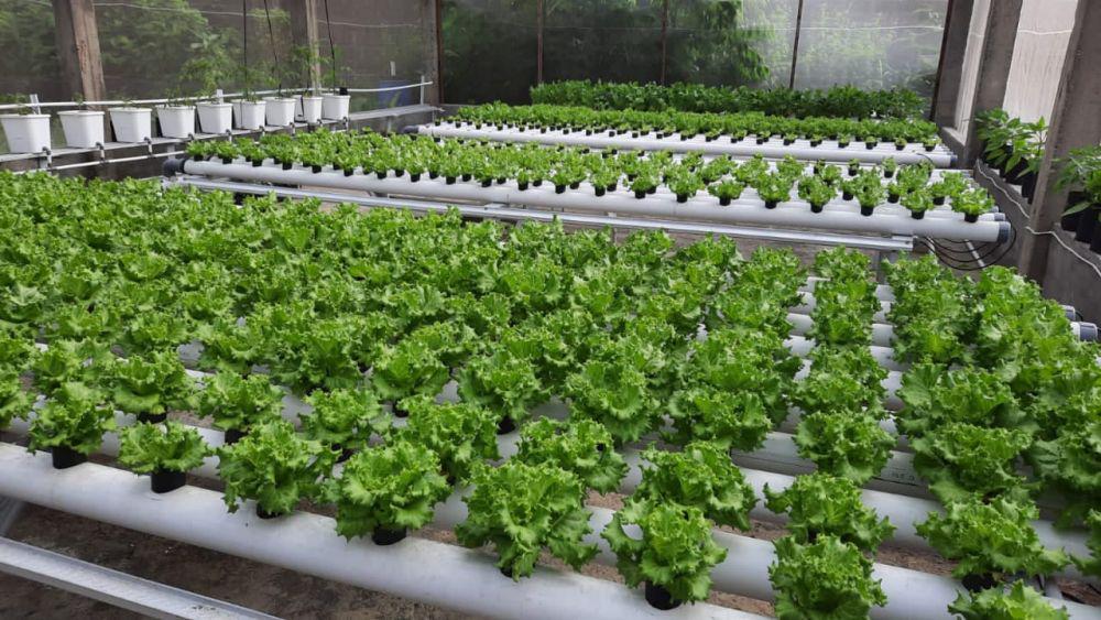 Keuntungan Bertanam Sayur Hidroponik di Perkotaan, Bisa Jadi Bisnis!