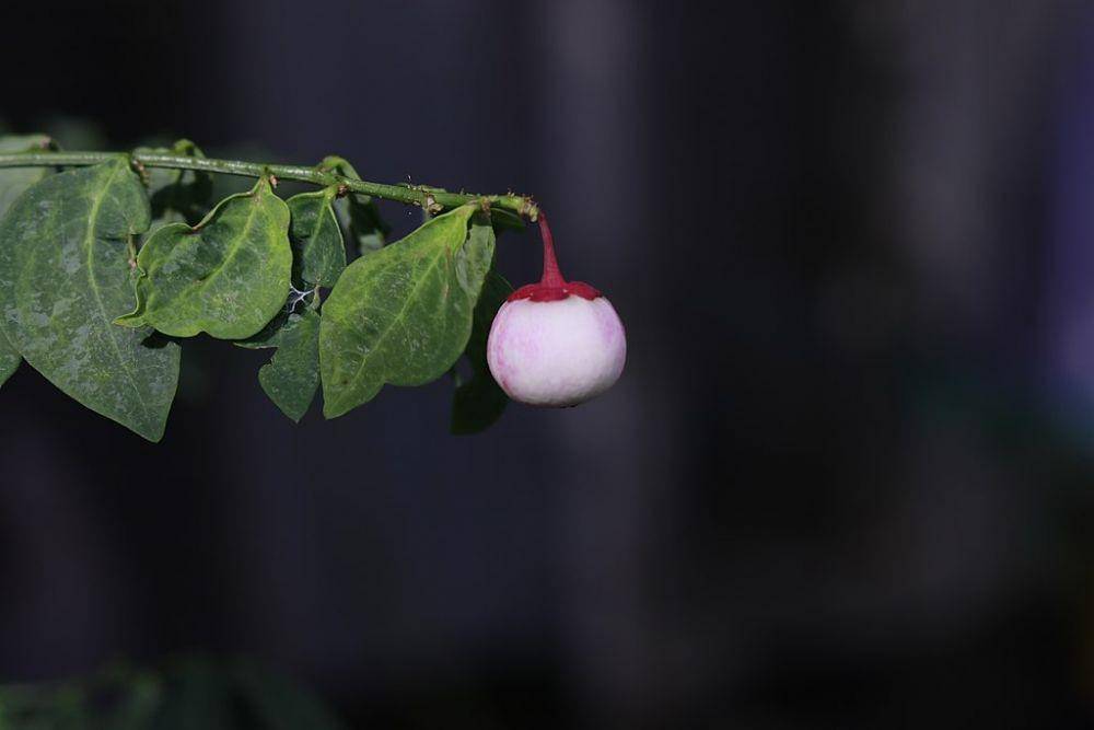 ilustrasi daun dan buah katuk (commons.wikimedia.org/Aininapple)