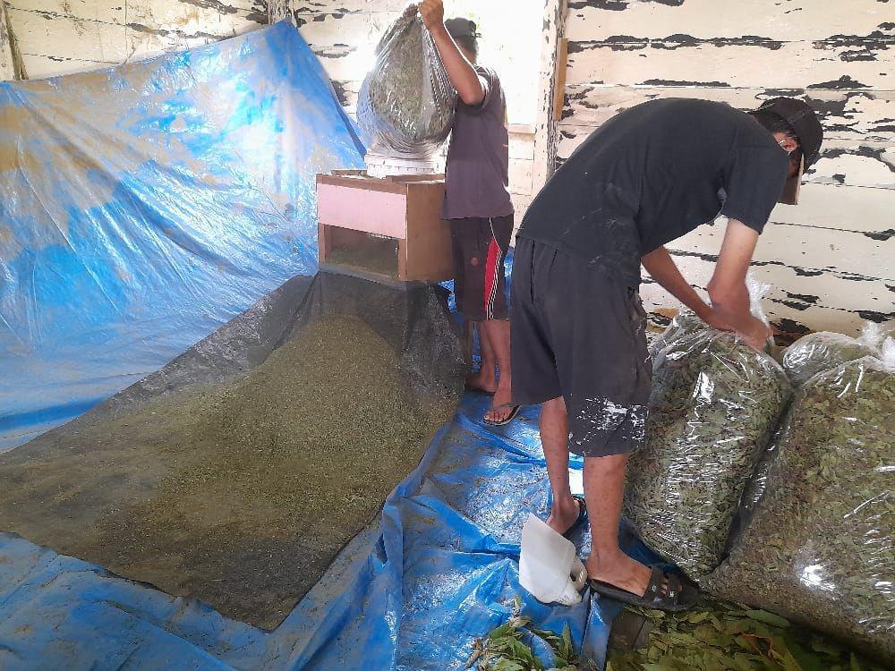 Warga Muara Muntai Menggantungkan Hidup dari Pemanfaatan Daun Kratom