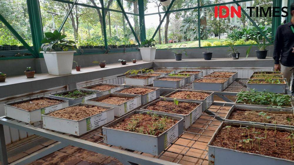 Pembibitan di PPT Djarum Foundation, Kudus, Jawa Tengah. (IDN Times/Deti Mega Purnamasari)