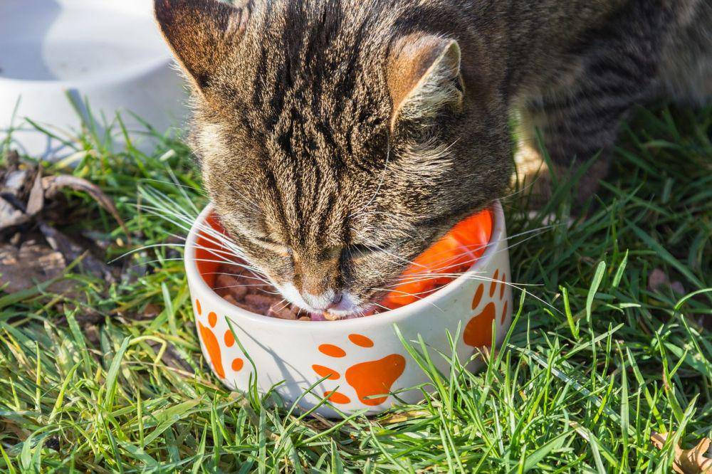 Memberi makan hewan (pixabay.com/meineresterampe)