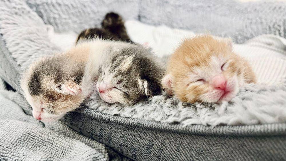ilustrasi anak kucing yang baru lahir (unsplash.com/Claudia Perez)