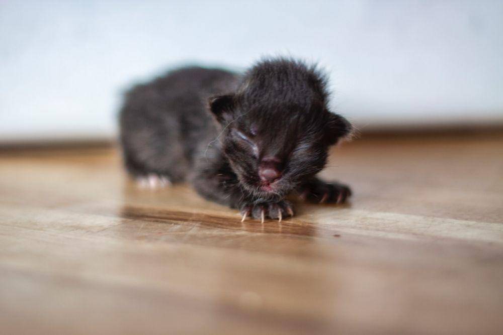 ilustrasi seekor anak kucing yang baru lahir (unsplash.com/Martin Magnemyr)