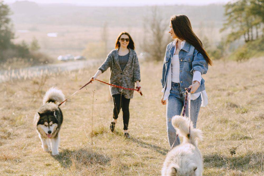 Ilustrasi berjalan-jalan dengan anjing (pexels.com/@punchbrandstock/)
