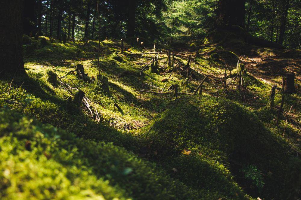 Ilustrasi deforestasi (Pexels.com/Jeswin Thomas)