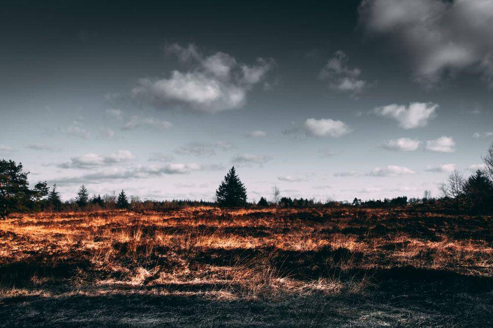 Ilustrasi deforestasi (Pexels.com/Matthis Volquardsen)