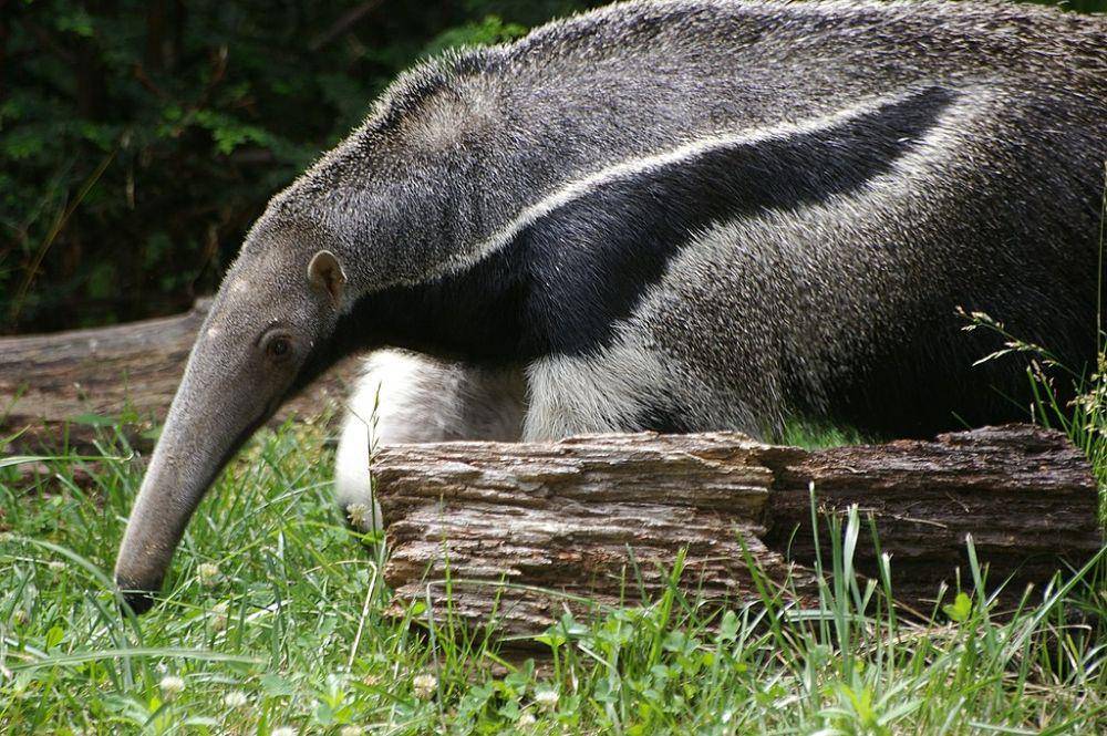 tampak dekat anteater (commons.wikimedia.org/pelican)