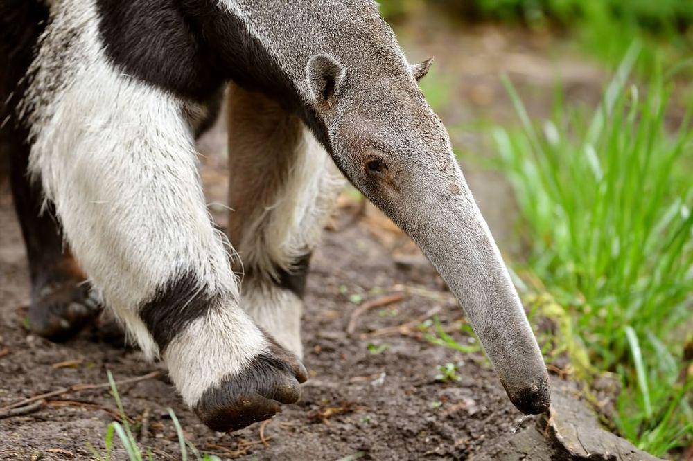 anteater berjalan (commons.wikimedia.org/PvanderKnoop)