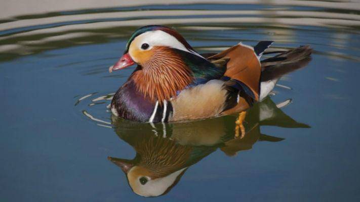 bebek (freepik.com/wirestock)