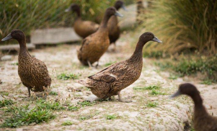 bebek (freepik.com/wirestock)