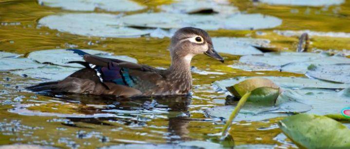 bebek (freepik.com/wirestock)