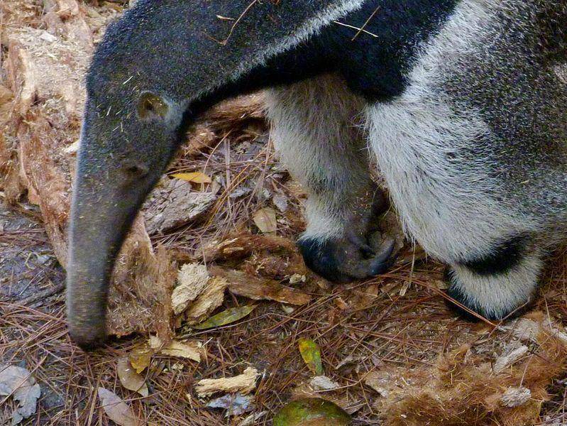 anteater berjalan di atas buku jarinya (commons.wikimedia.org/Rusty Clark)