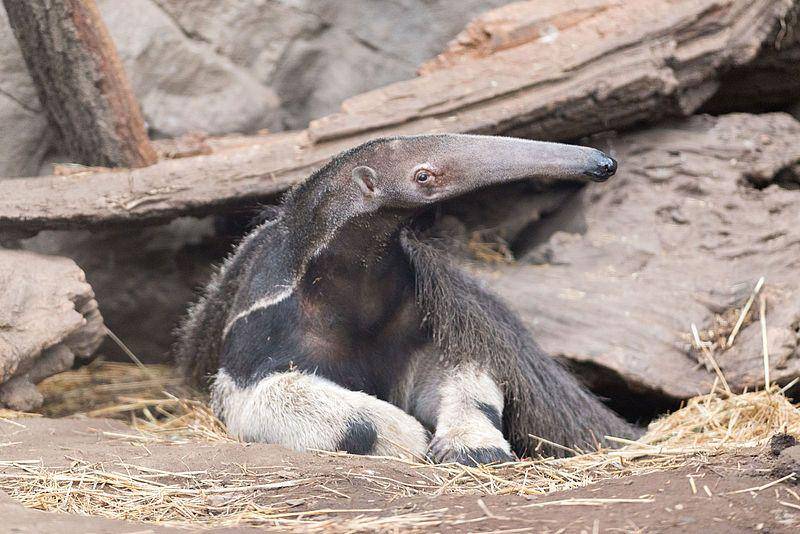 anteater beristirahat (commons.wikimedia.org/Eric Kilby)