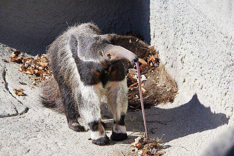 anteater menjulurkan lidah (commons.wikimedia.org/RedGazelle123)