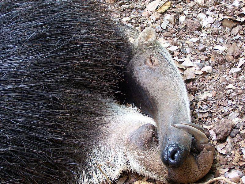 anteater tidur (commons.wikimedia.org/Mateus Hidalgo)