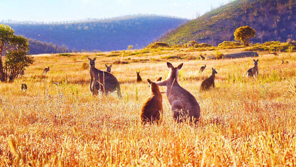 Kangaroo Valley (dok. Netflix/Kangaroo Valley)