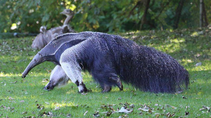 anteater raksasa di Kebun Binatang Hellabrunn, Jerman (commons.wikimedia.org/Rufus46)
