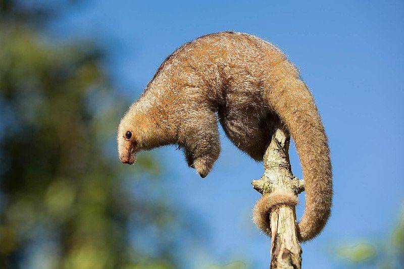 silky anteater di atas pohon (commons.wikimedia.org/Quinten Questel)