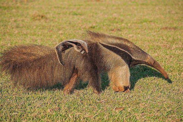 anteater dan anaknya (commons.wikimedia.org/Marcelocalazansbrasil74)