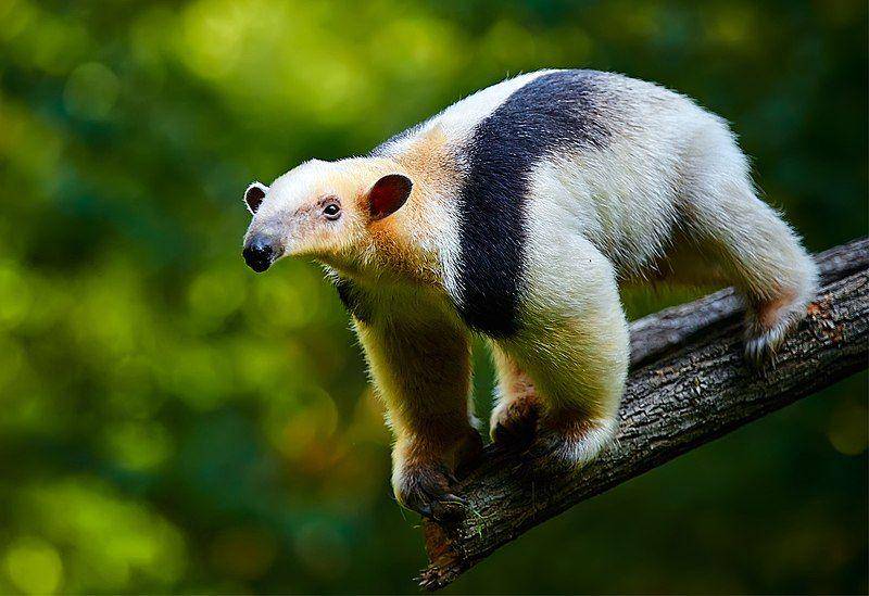 tamandua di dahan pohon (commons.wikimedia.org/Yohanjon 23)