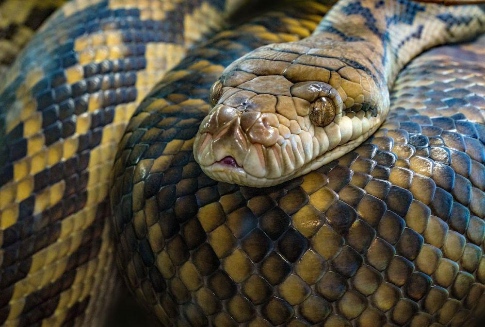Bocah 5 Tahun di Australia Selamat dari Serangan Ular Piton