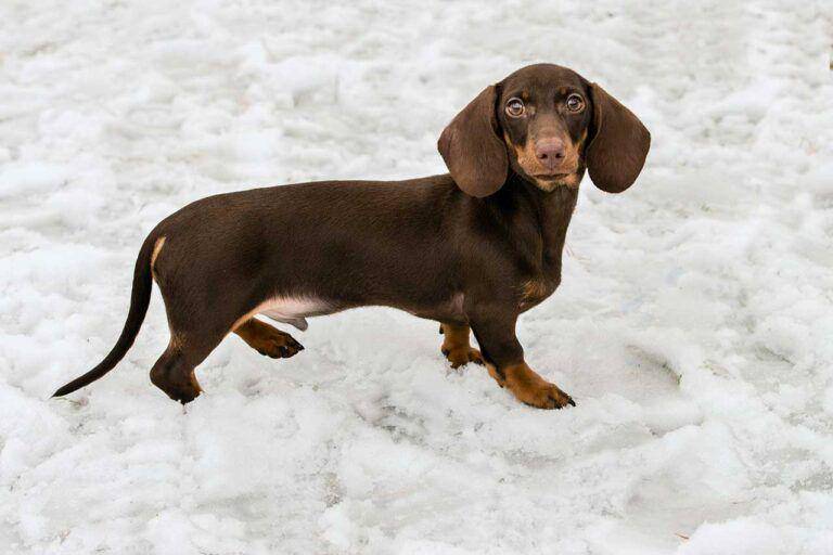 anjing dachshund (animalsarea.com)