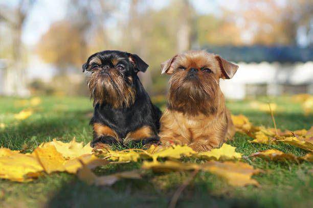 anjing griffon (istockphoto.com/Eudyptula)
