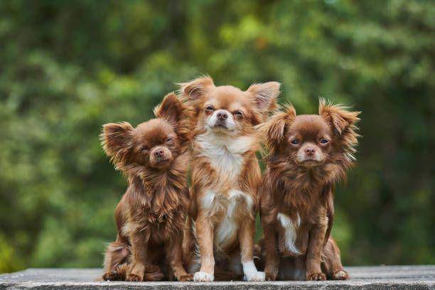 anjing chihuahua (istockphoto.com/Kurt Pas)