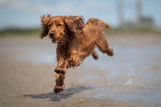 anjing cocker (istockphoto.com/Alan Currie)